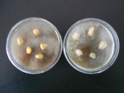 細(xì)菌與霉菌之污染測試